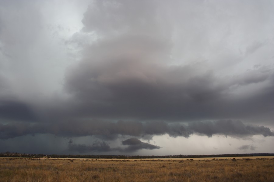 shelfcloud shelf_cloud : near North Star, NSW   31 October 2007