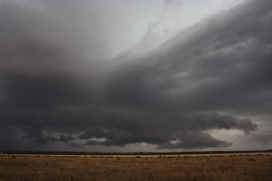 cumulonimbus thunderstorm_base : near North Star, NSW   31 October 2007