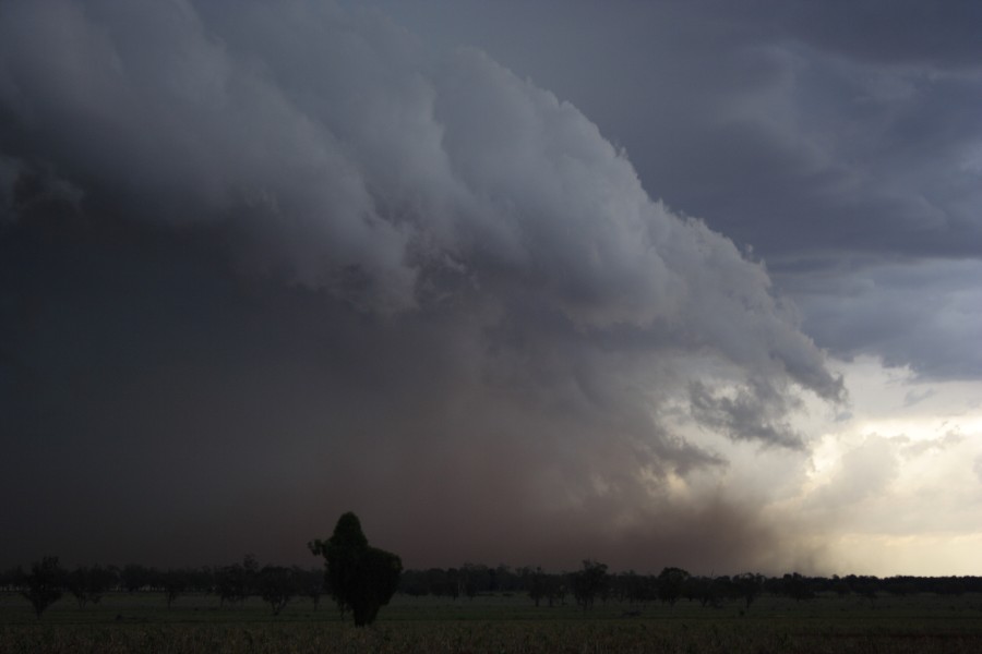 shelfcloud shelf_cloud : near North Star, NSW   31 October 2007