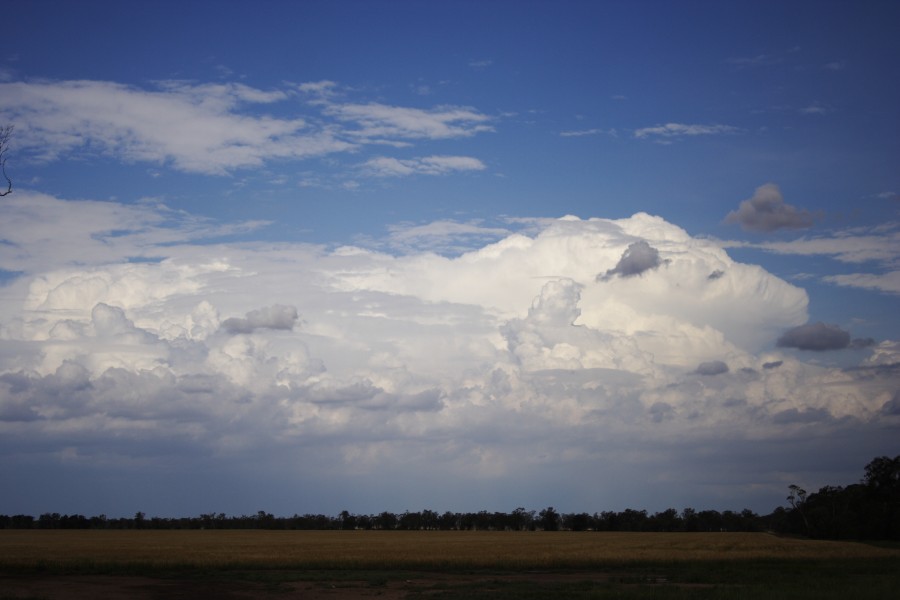 thunderstorm cumulonimbus_incus : near Goondiwindi, Qld   1 November 2007