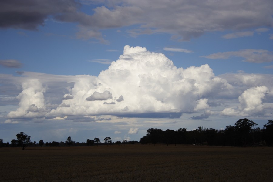 cumulus congestus : W of Dubbo, NSW   2 December 2007