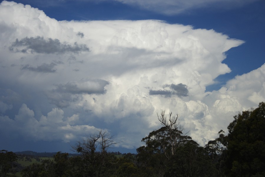 thunderstorm cumulonimbus_incus : W of Ebor, NSW   4 December 2007