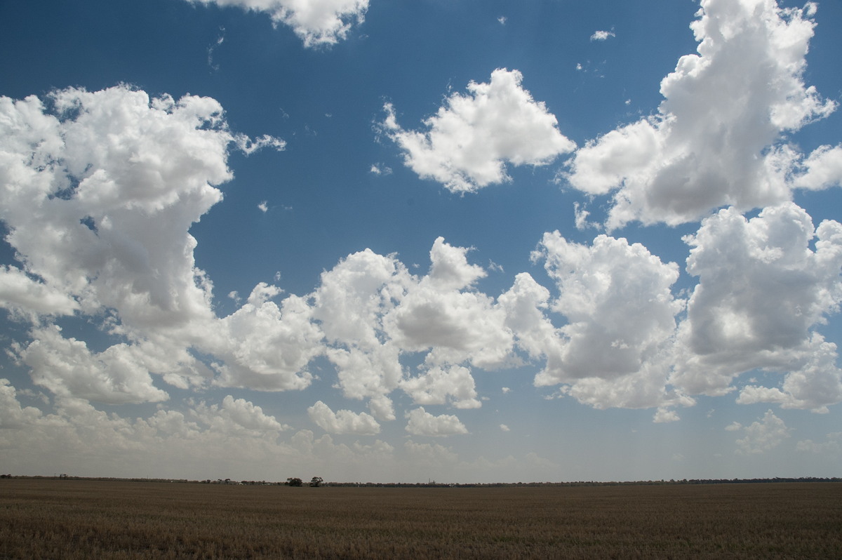 cumulus mediocris : Coonamble, NSW   8 December 2007