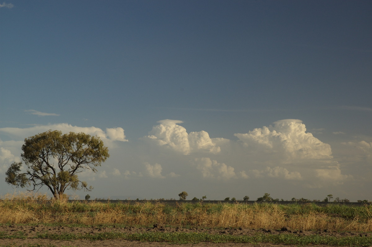 thunderstorm cumulonimbus_calvus : Coonamble, NSW   8 December 2007