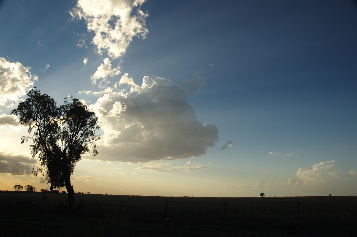 cumulus mediocris : Coonamble, NSW   8 December 2007