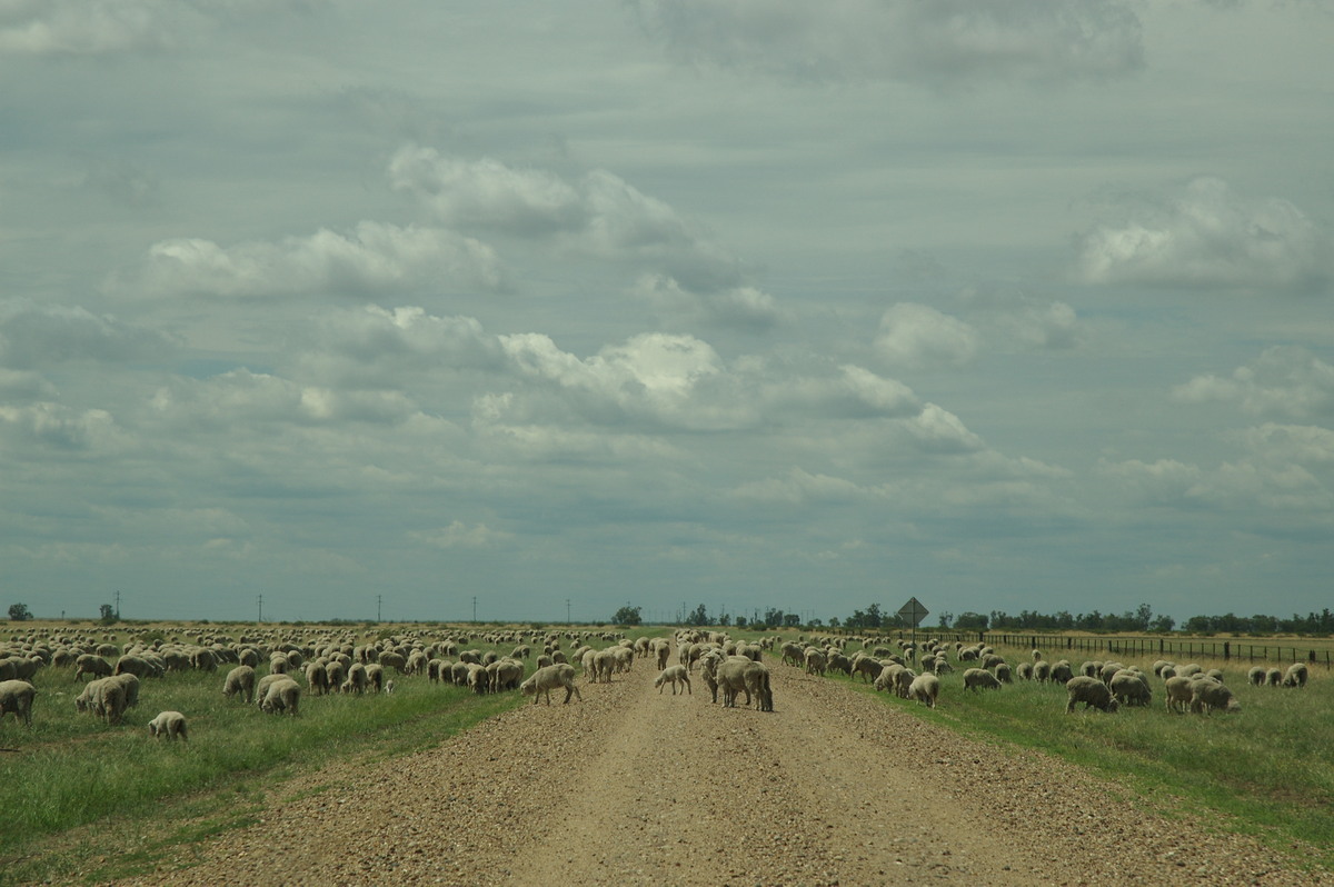 cumulus humilis : near Belata, NSW   9 December 2007