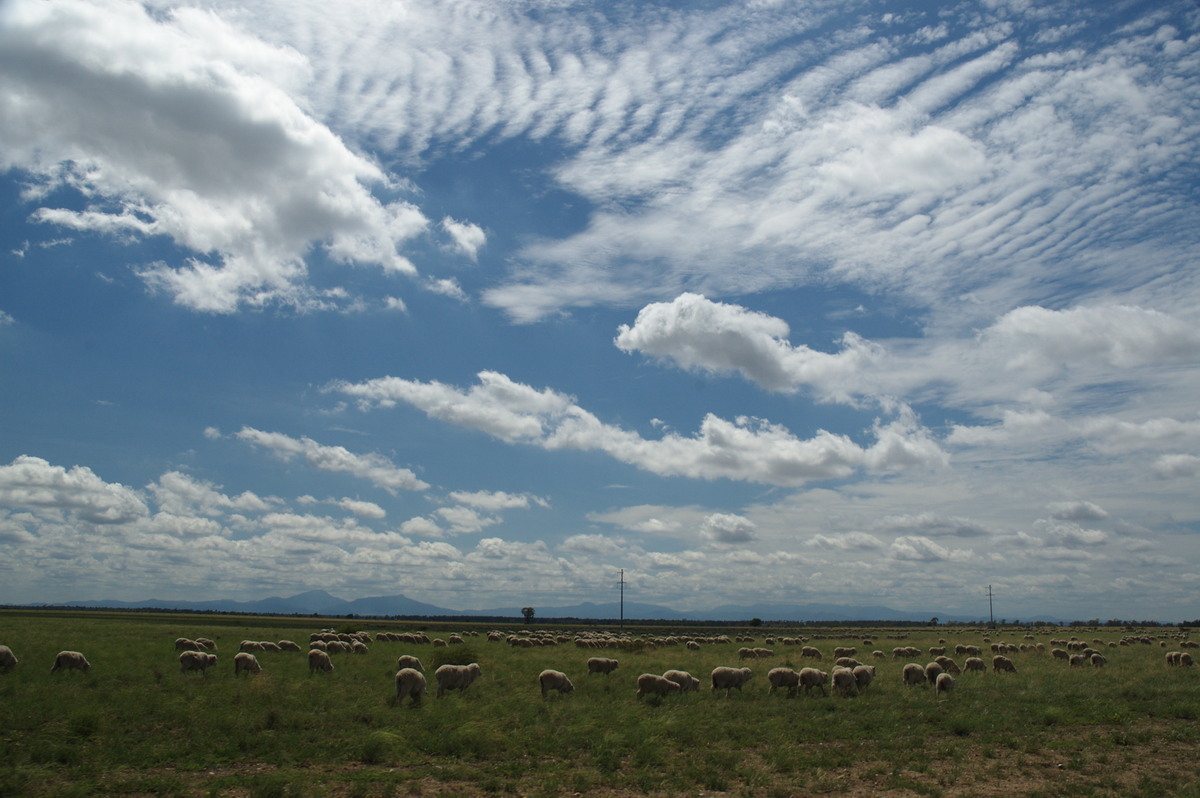 altocumulus undulatus : near Belata, NSW   9 December 2007