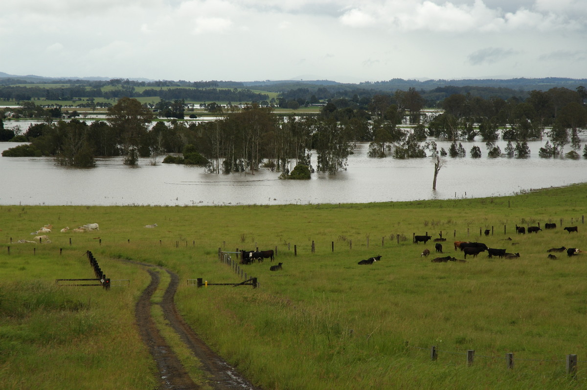 flashflooding flood_pictures : N of Casino, NSW   5 January 2008