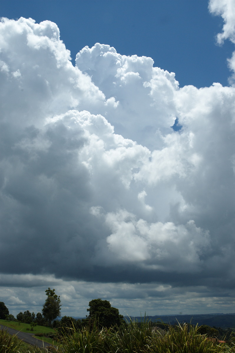 cumulus congestus : McLeans Ridges, NSW   7 January 2008