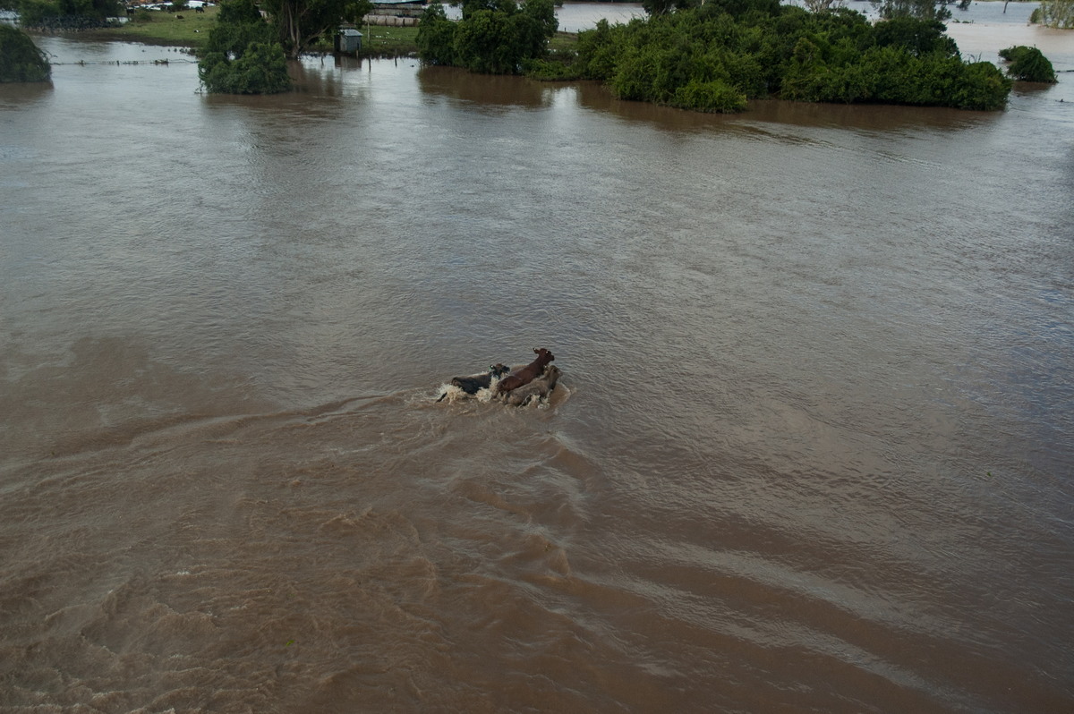 flashflooding flood_pictures : Coraki area, NSW   7 January 2008