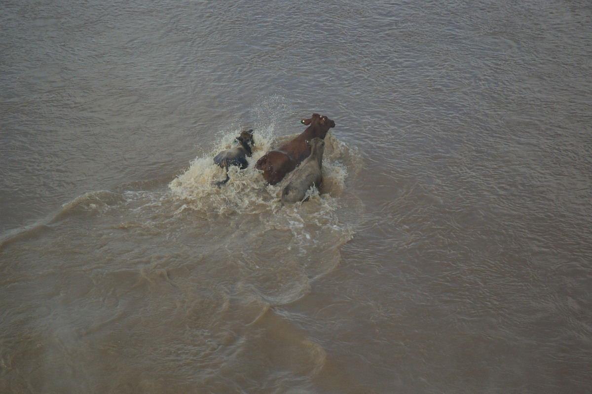 flashflooding flood_pictures : Coraki area, NSW   7 January 2008