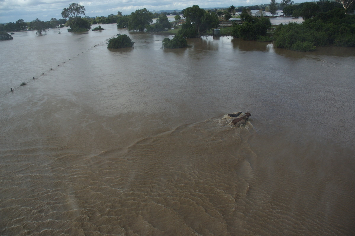 flashflooding flood_pictures : Coraki area, NSW   7 January 2008