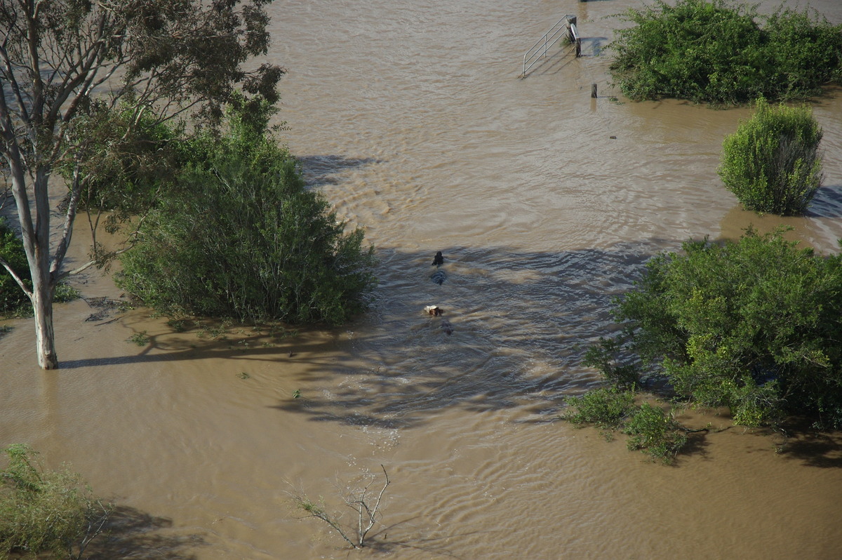 flashflooding flood_pictures : Coraki area, NSW   7 January 2008