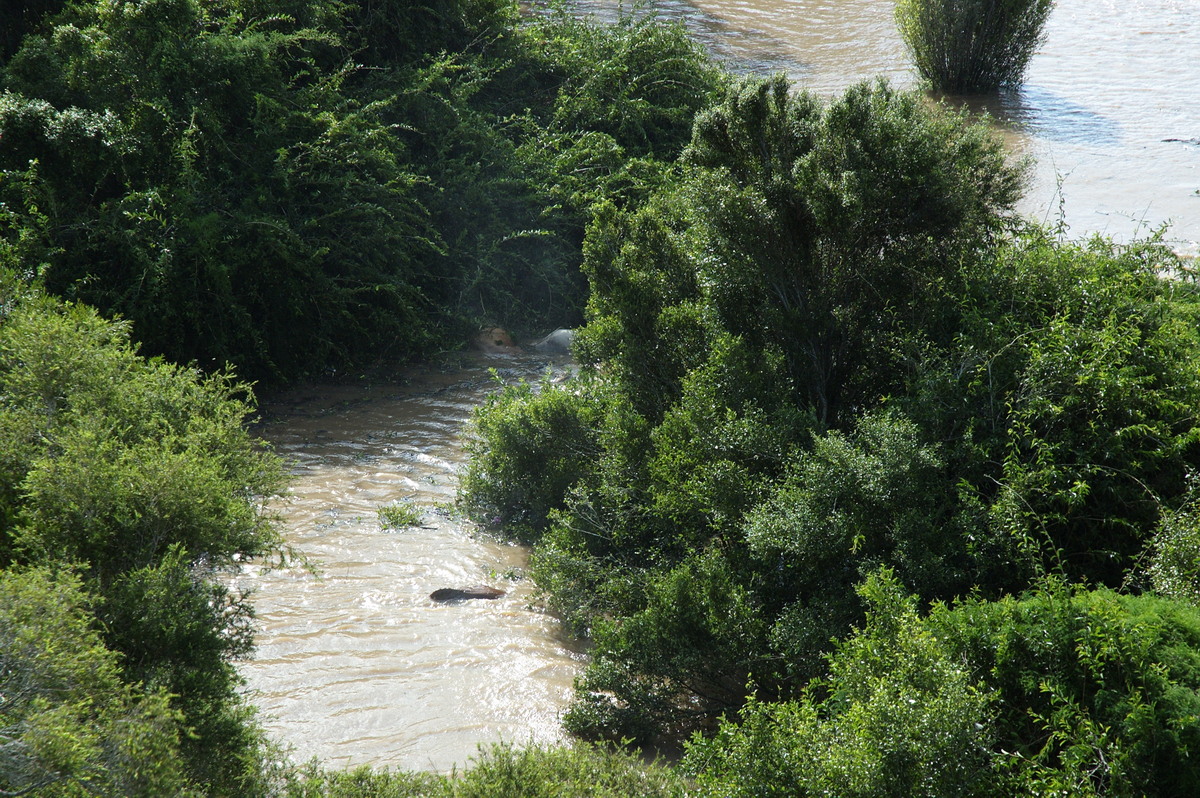 flashflooding flood_pictures : Coraki area, NSW   7 January 2008