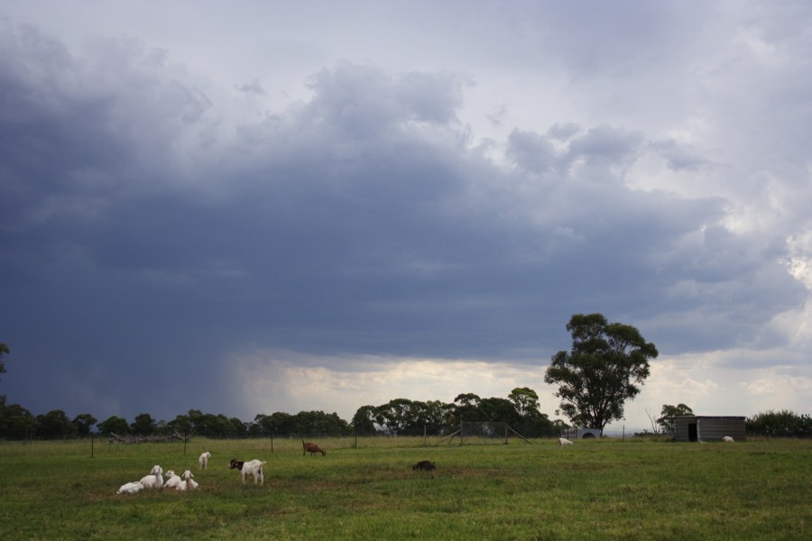 raincascade precipitation_cascade : Schofields, NSW   13 January 2008