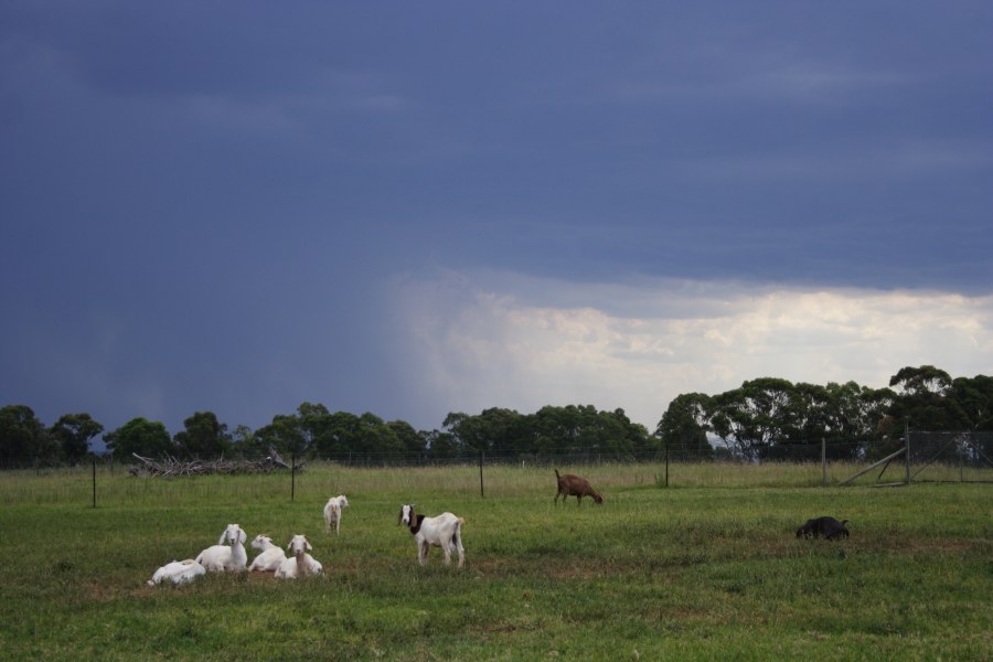 raincascade precipitation_cascade : Schofields, NSW   13 January 2008