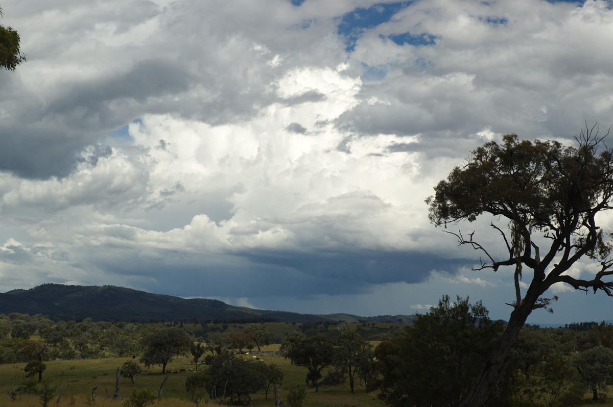 thunderstorm cumulonimbus_calvus : W of Tenterfield, NSW   27 January 2008