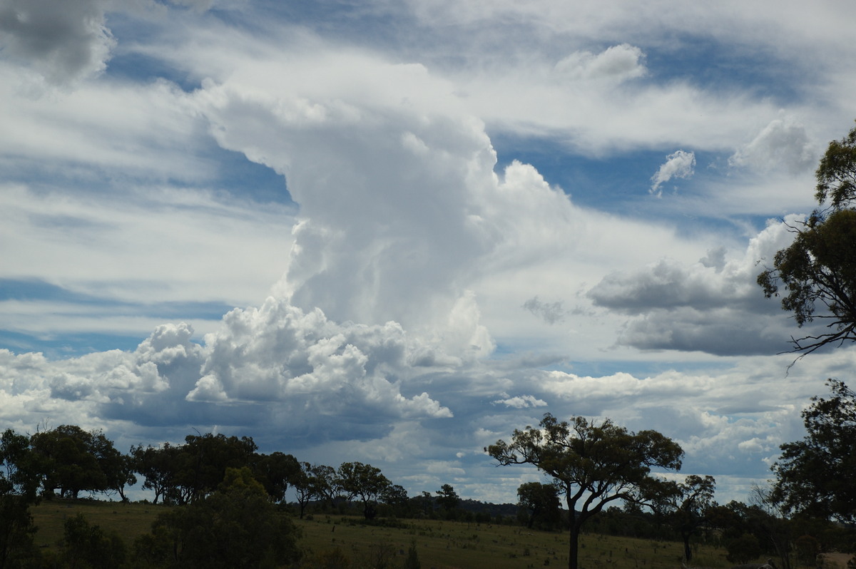 cumulus congestus : W of Tenterfield, NSW   27 January 2008