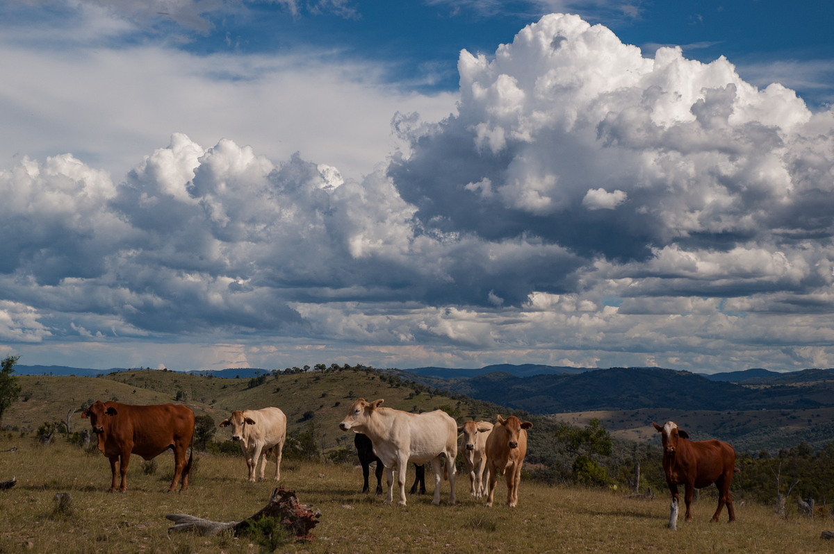 cumulus mediocris : W of Tenterfield, NSW   27 January 2008