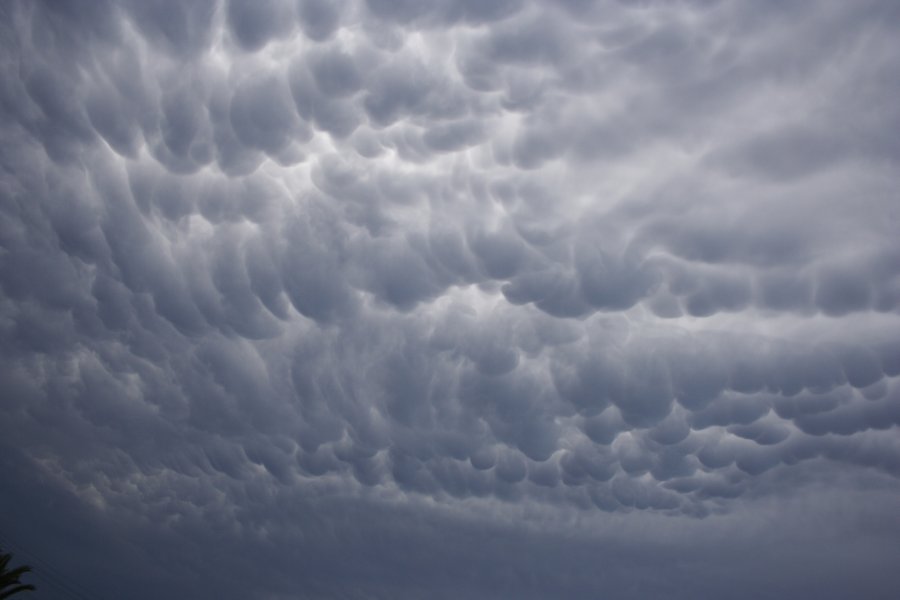 mammatus mammatus_cloud : Schofields, NSW   30 January 2008