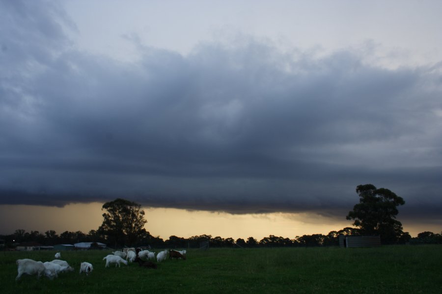 shelfcloud shelf_cloud : Schofields, NSW   24 March 2008