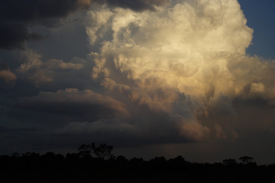 updraft thunderstorm_updrafts : Schofields, NSW   29 March 2008