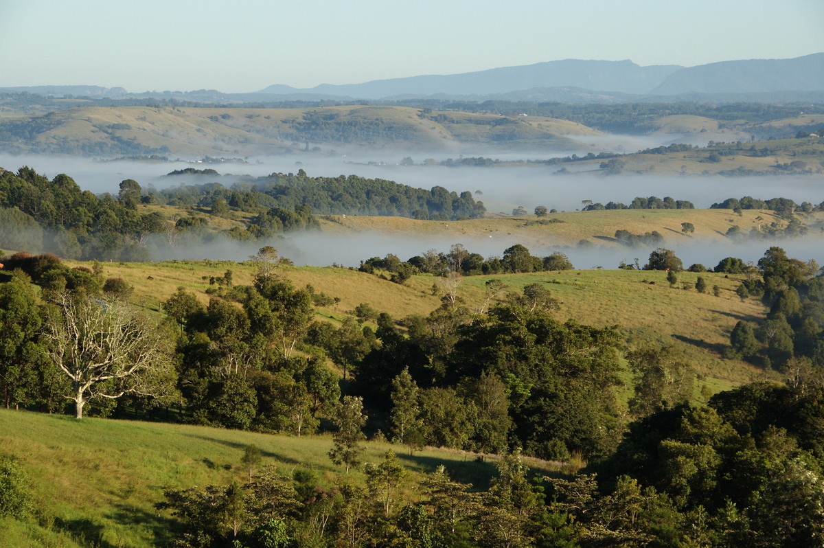 fogmist fog_mist_frost : McLeans Ridges, NSW   31 March 2008