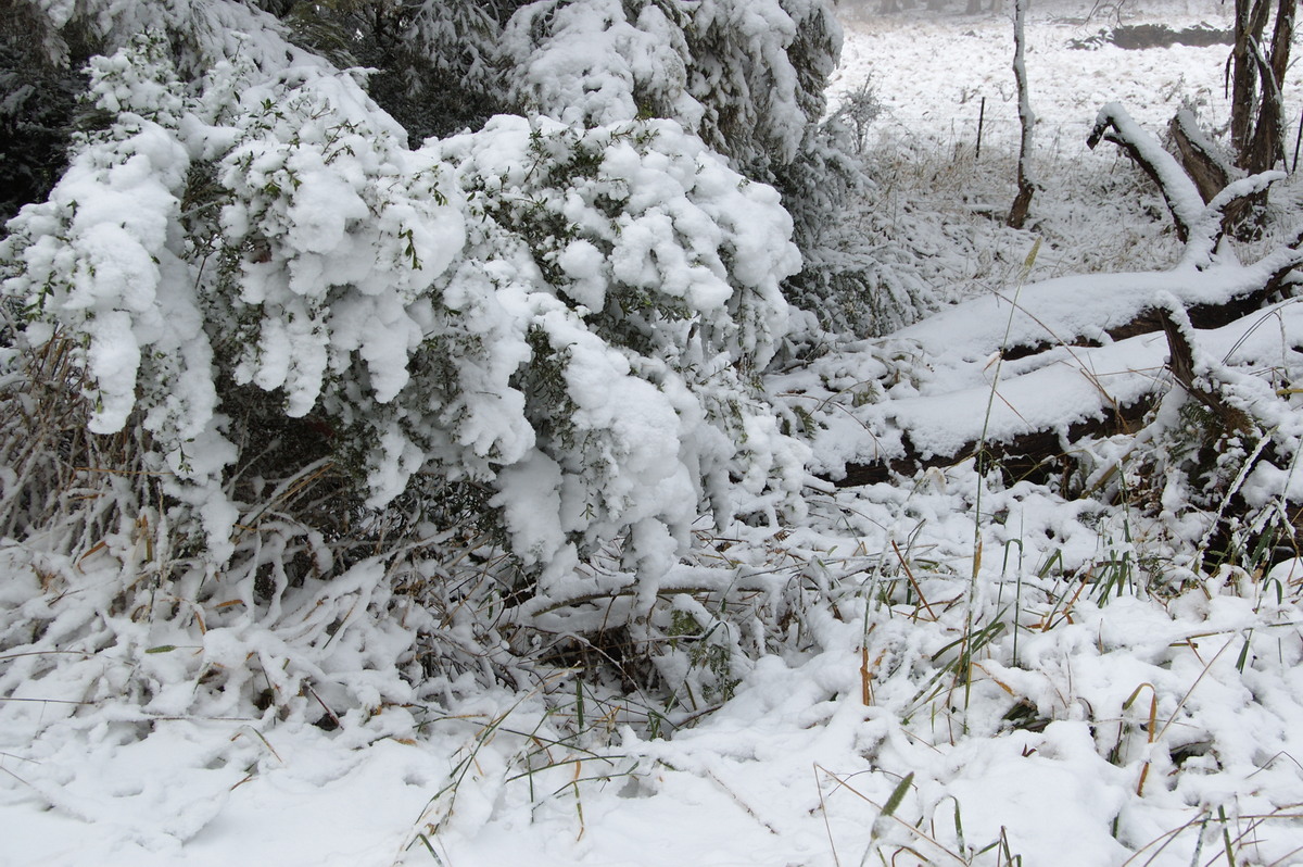 snow snow_pictures : Ben Lomond, NSW   18 May 2008