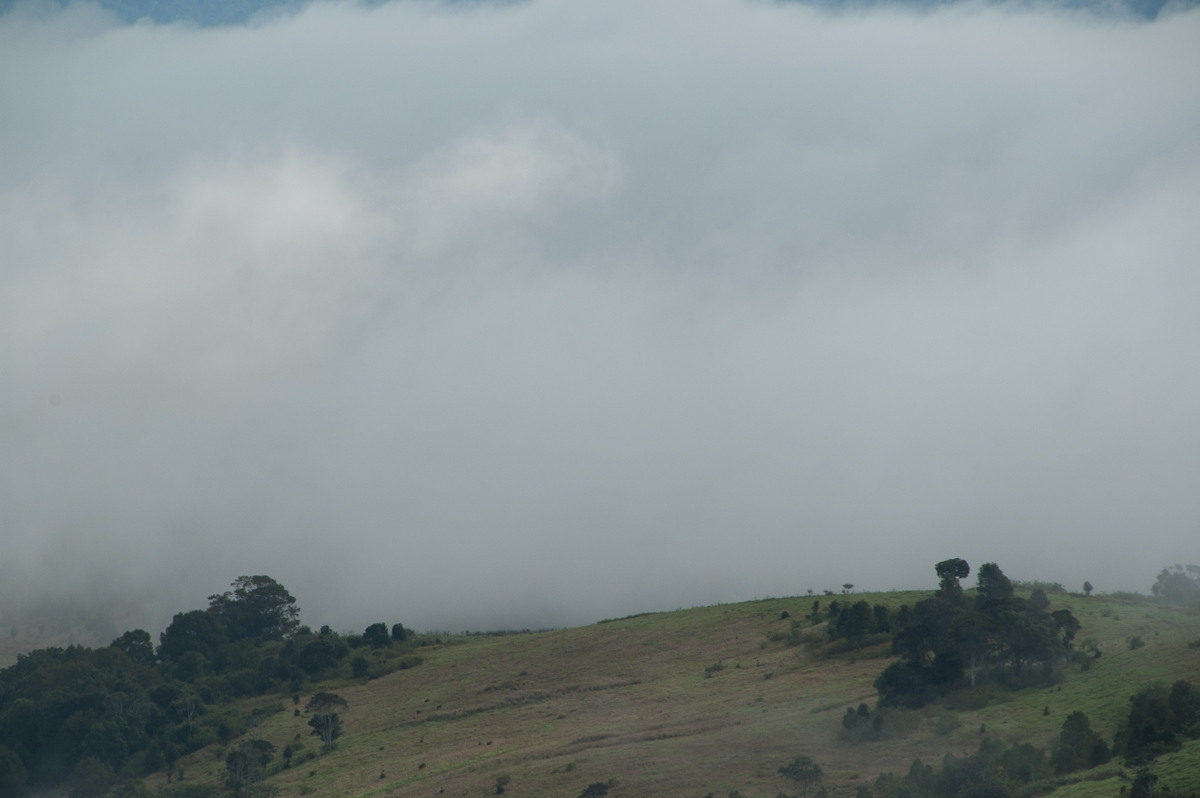 fogmist fog_mist_frost : McLeans Ridges, NSW   4 June 2008