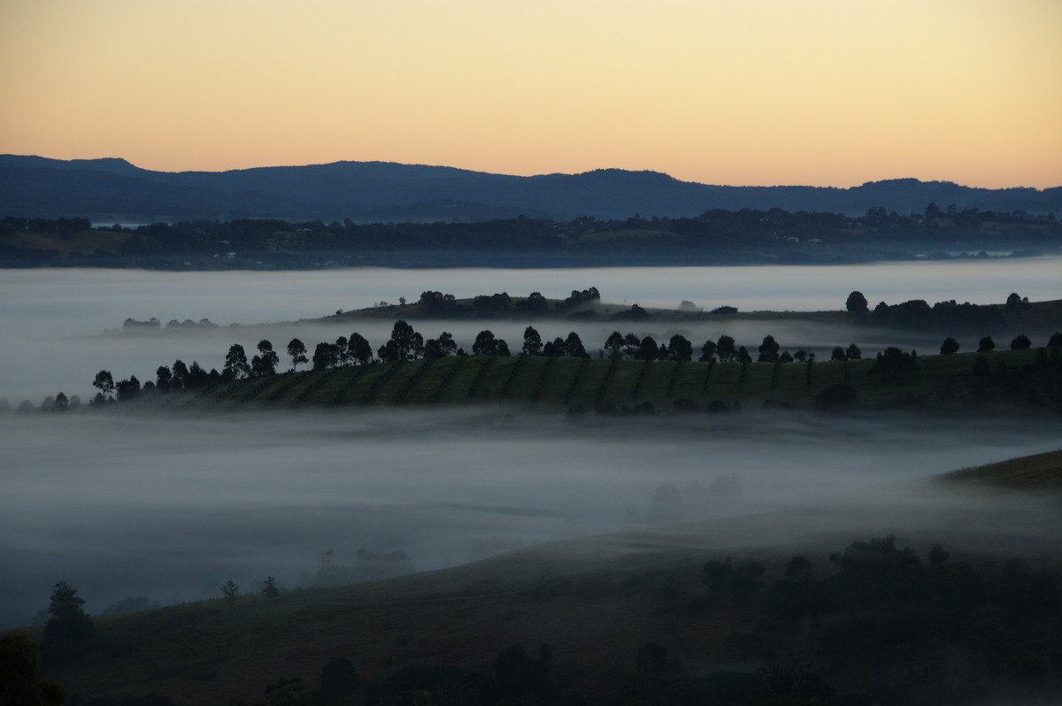 fogmist fog_mist_frost : McLeans Ridges, NSW   26 June 2008