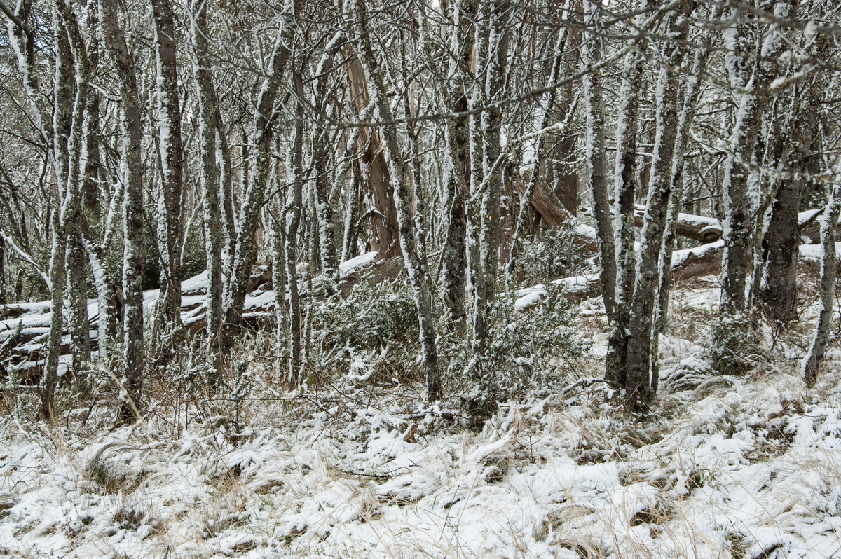 snow snow_pictures : Ben Lomond, NSW   28 July 2008