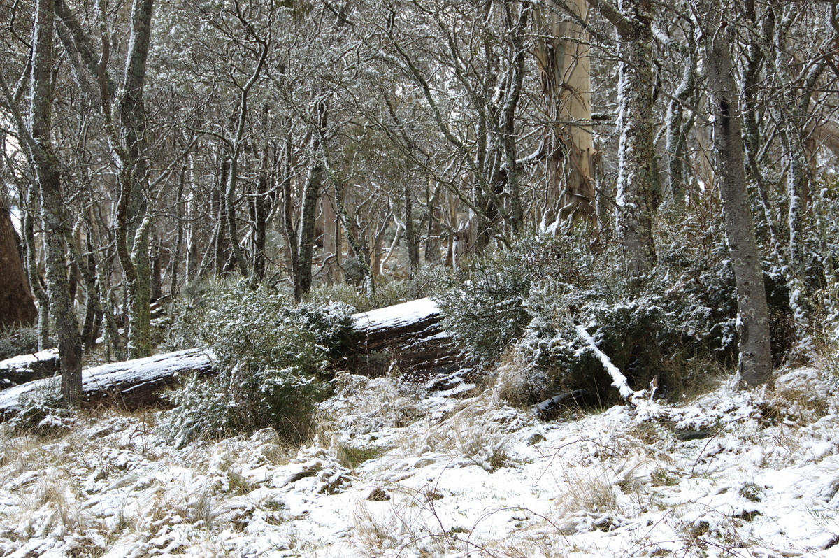 snow snow_pictures : Ben Lomond, NSW   28 July 2008