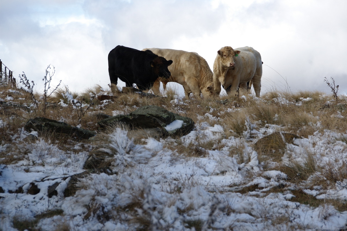 snow snow_pictures : Ben Lomond, NSW   28 July 2008