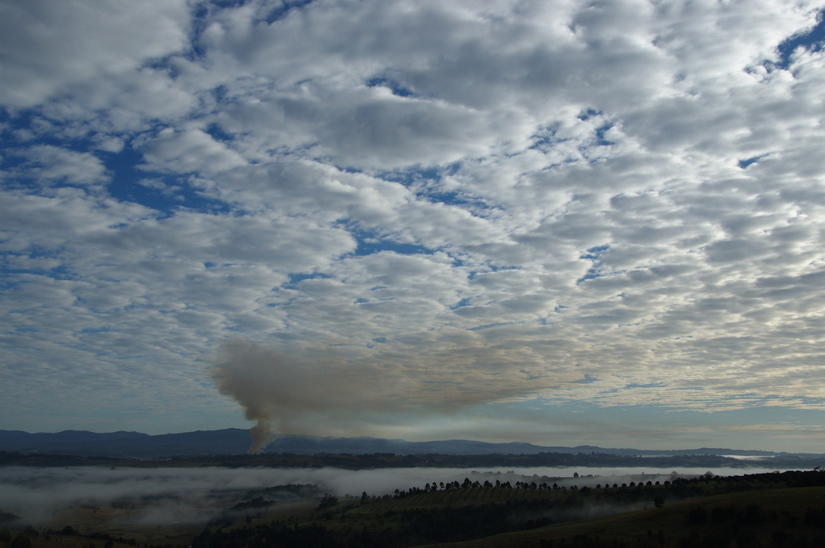 fogmist fog_mist_frost : McLeans Ridges, NSW   4 August 2008