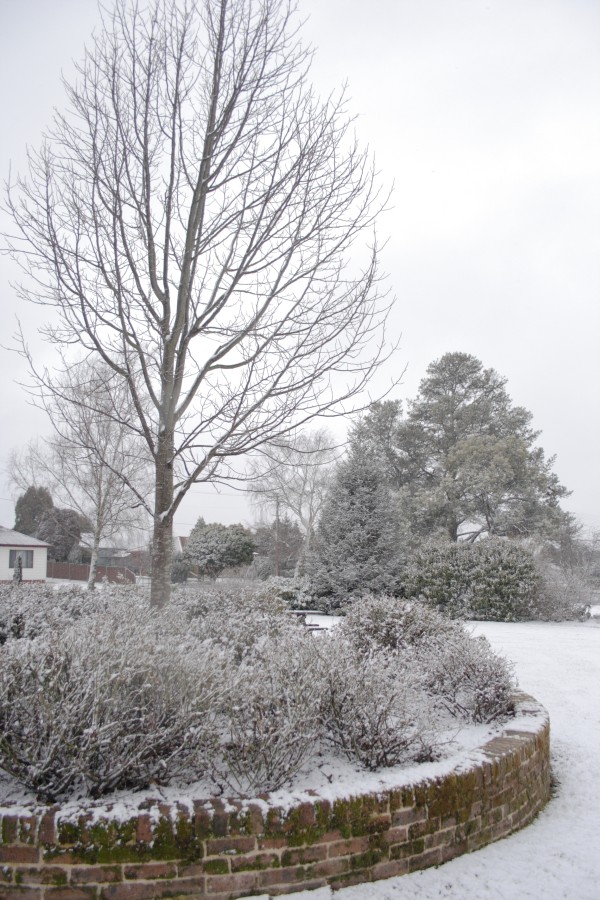 snow snow_pictures : Oberon, NSW   10 August 2008