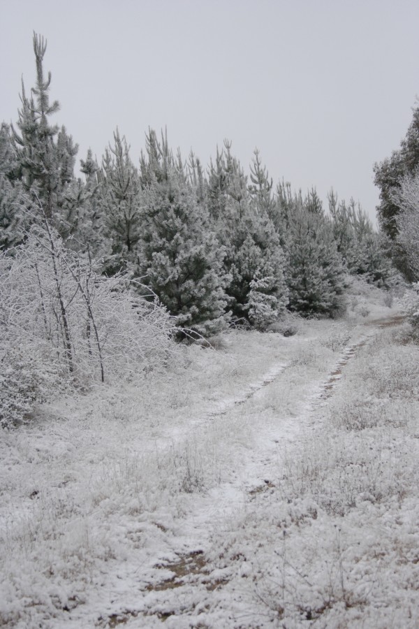 snow snow_pictures : S of Oberon, NSW   10 August 2008