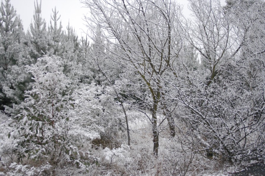 snow snow_pictures : S of Oberon, NSW   10 August 2008