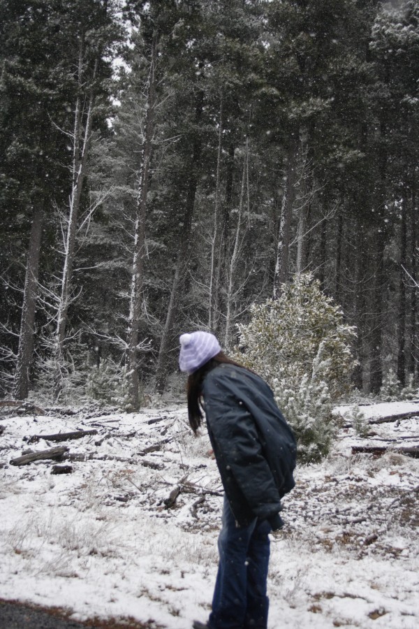 snow snow_pictures : near Shooters Hill, NSW   10 August 2008