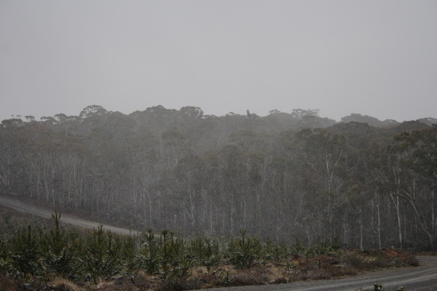 snow snow_pictures : S of Shooters Hill, NSW   10 August 2008