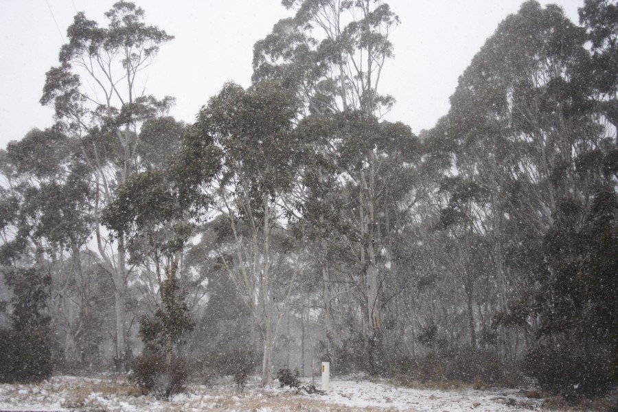 snow snow_pictures : Mt Trickett, NSW   10 August 2008