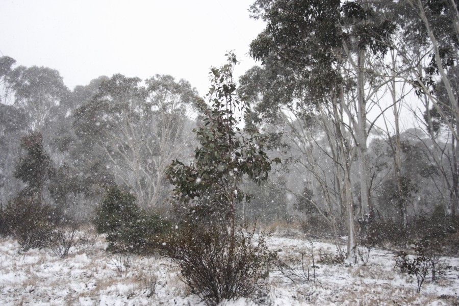 snow snow_pictures : Mt Trickett, NSW   10 August 2008