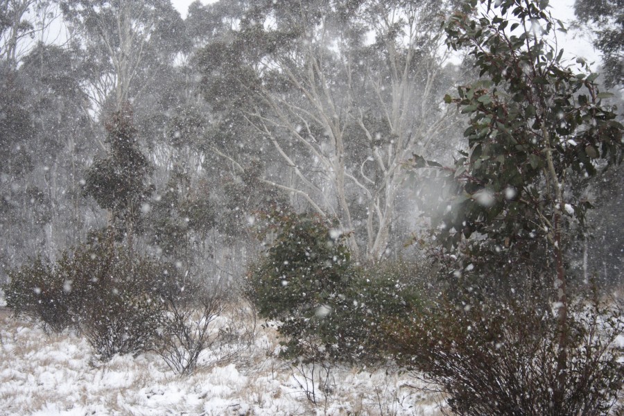 snow snow_pictures : Mt Trickett, NSW   10 August 2008