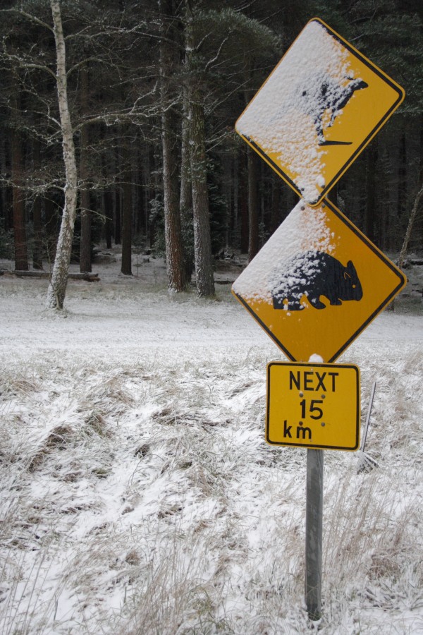 snow snow_pictures : Mt Bindo, NSW   10 August 2008