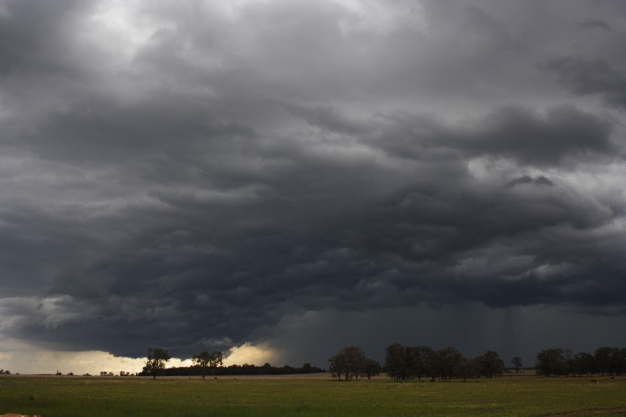 shelfcloud shelf_cloud : Dunedoo, NSW   10 October 2008