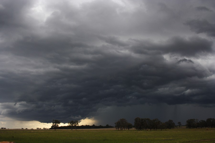 cumulonimbus thunderstorm_base : Dunedoo, NSW   10 October 2008