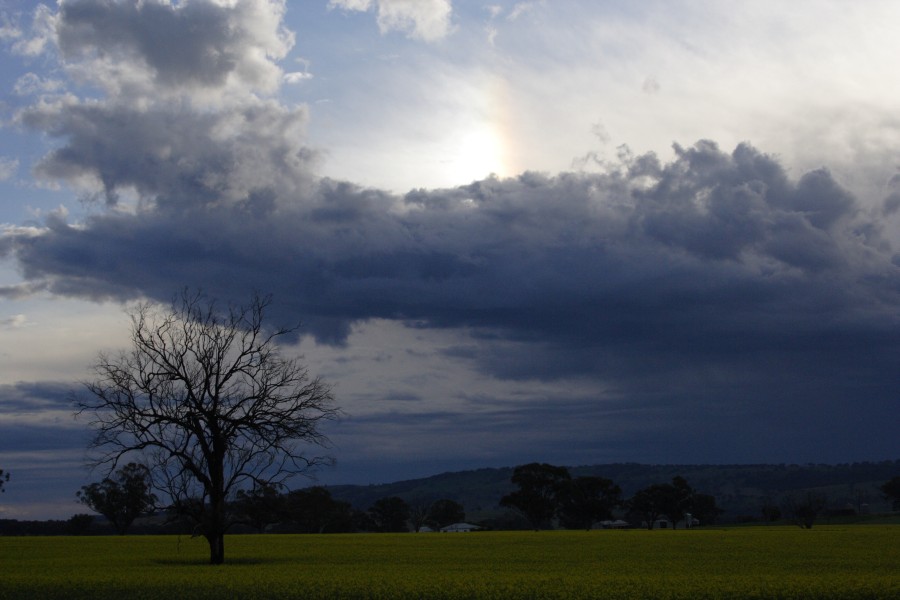 halosundog halo_sundog_crepuscular_rays : Coolah, NSW   10 October 2008