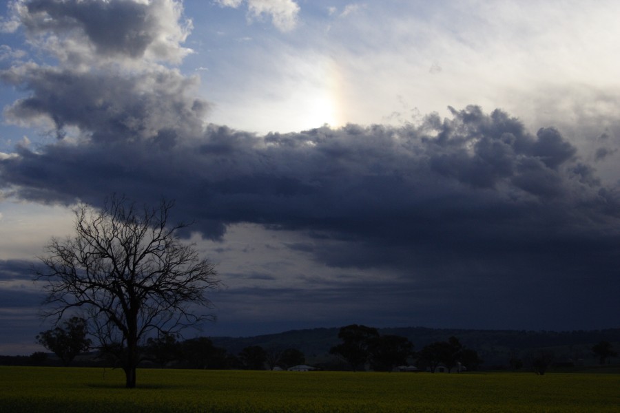 altocumulus altocumulus_cloud : Coolah, NSW   10 October 2008