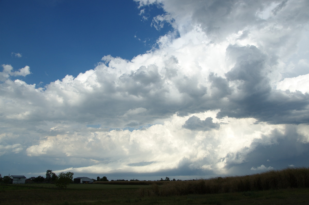 cumulus congestus : Cowper, NSW   21 October 2008