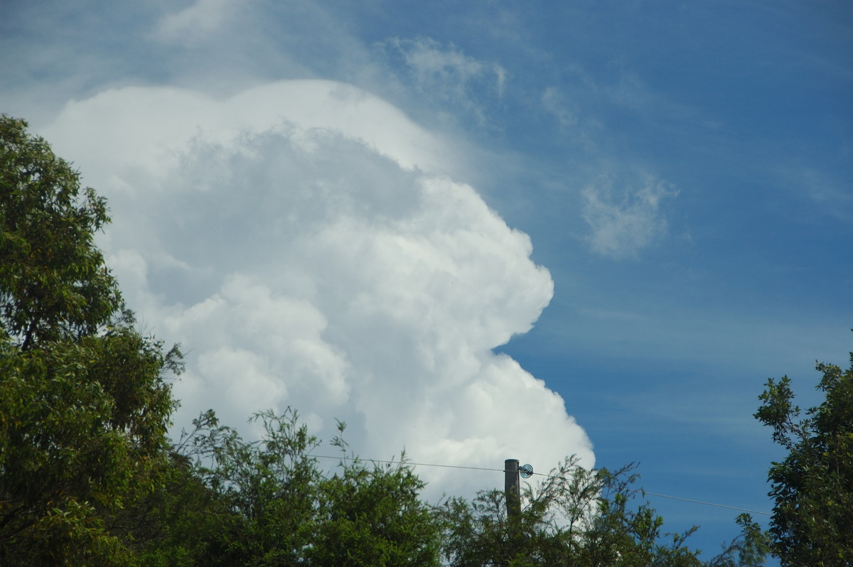 pileus pileus_cap_cloud : McLeans Ridges, NSW   20 November 2008