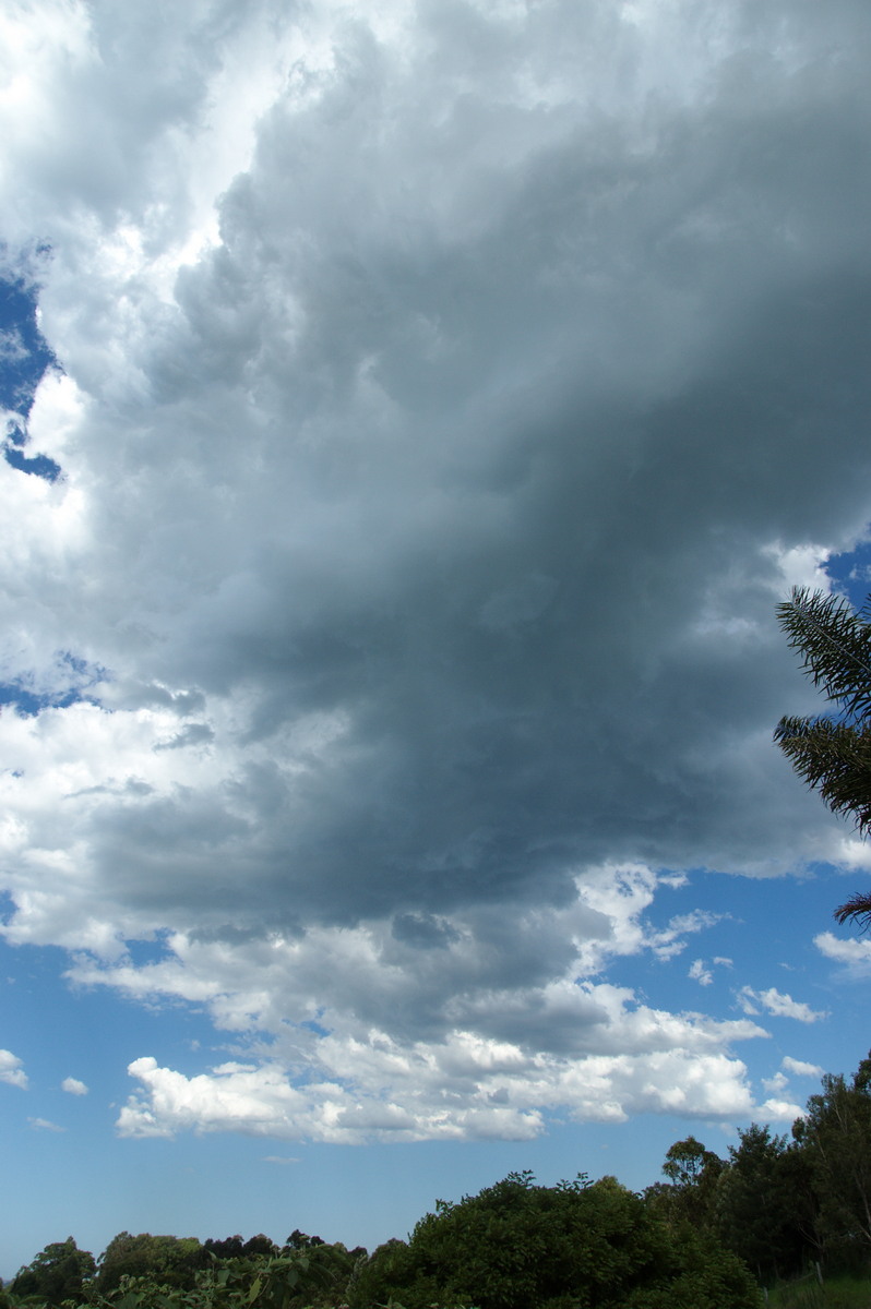 cumulus mediocris : McLeans Ridges, NSW   19 December 2008